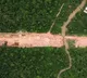 Brazil Cuts Down Thousands Of Trees In Amazon Rainforest To Build Road For Climate Summit