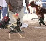 BRS MLC appears before police in rooster-fight betting case
