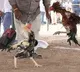 BRS MLC appears before police in rooster-fight betting case