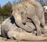 Retired circus elephant seen mourning and trying to comfort her partner
