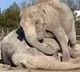 Retired circus elephant seen mourning and trying to comfort her partner