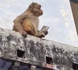 Vrindavan man gets his phone back from a monkey