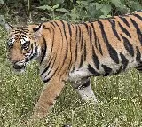 Tiger Shot dead in Kerala Idukki