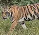 Tiger Shot dead in Kerala Idukki