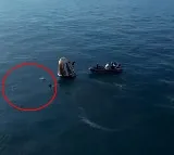 Dolphins Greet Sunita Williams Upon Return to Earth