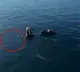 Dolphins Greet Sunita Williams Upon Return to Earth