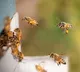 Bomb Threat at Thiruvananthapuram Collectorate Leads to Bee Attack and 70 Injured