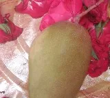 Nanded Woman Sells Miyazaki Mangoes at ₹10,000 Each!