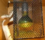80 Baby Snakes Hatch in Markapur