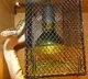 80 Baby Snakes Hatch in Markapur