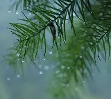 Unseasonal rain cause huge crop loss in Telangana