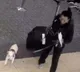 Shocking Woman Drowns Pet Dog in Airport Bathroom