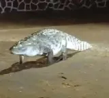 Viral Video Crocodile Causes Chaos at IIT Bombay