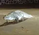 Viral Video Crocodile Causes Chaos at IIT Bombay
