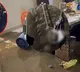 Tamil Nadu YouTubers House Vandalized Human Waste Found Inside