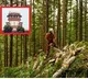 Supreme Court equates mass tree felling to murder
