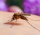 Scientists Develop a Novel Drug to Kill Mosquitoes