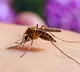 Scientists Develop a Novel Drug to Kill Mosquitoes