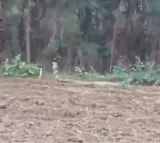 Giant King Cobra Terrifies Farmers in Devarapalli