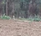 Giant King Cobra Terrifies Farmers in Devarapalli