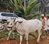 MP Kalishetti Celebrates Ugadi with Traditional Ploughing