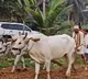 MP Kalishetti Celebrates Ugadi with Traditional Ploughing