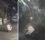Delivery Boys Miraculous Escape from Falling Tree Caught on CCTV