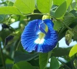 Struggling with Diabetes? Blue Pea Tea Could Help Regulate Your Blood Sugar