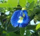 Struggling with Diabetes? Blue Pea Tea Could Help Regulate Your Blood Sugar