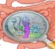 Common gut bacteria can make diabetes, cancer drugs less effective: Study
