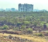 Telangana HC extends stay on tree felling near HCU till April 7