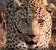Leopard entering Bengaluru home locked in room, rescued after 5-hour operation