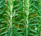 Secret Herb That Could Transform Your Hair Overnight!