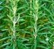 Secret Herb That Could Transform Your Hair Overnight!