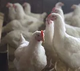 Bird flu: Centre makes registration of poultry farms mandatory, calls for amping up surveillance