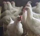 Bird flu: Centre makes registration of poultry farms mandatory, calls for amping up surveillance