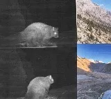 First photographic record of flying squirrel in Himachal