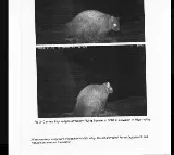 Extinct Himalayan Flying Squirrel Rediscovered