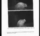 Extinct Himalayan Flying Squirrel Rediscovered