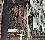 Leopard Caught on SV University Campus, Tirupati