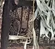 Leopard Caught on SV University Campus, Tirupati