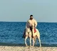 Vijay Deverakondas Beach Horse Ride Photos Go Viral