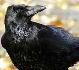 Talking Crow in Maharashtra Video Goes Viral