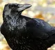 Talking Crow in Maharashtra Video Goes Viral