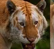 Golden Tiger Sighting in Kaziranga National Park