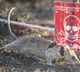 Hero Rat Ronin 100 Landmines Detected Guinness World Record