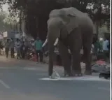 Elephant Steals Wheat Flour at Market in Haridwar