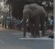 Elephant Steals Wheat Flour at Market in Haridwar