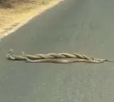 Viral Video of Snakes Mating on Roadside