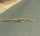 Viral Video of Snakes Mating on Roadside